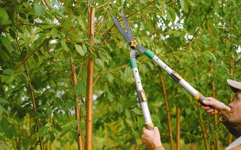 Tree trimming in Bassett, NE